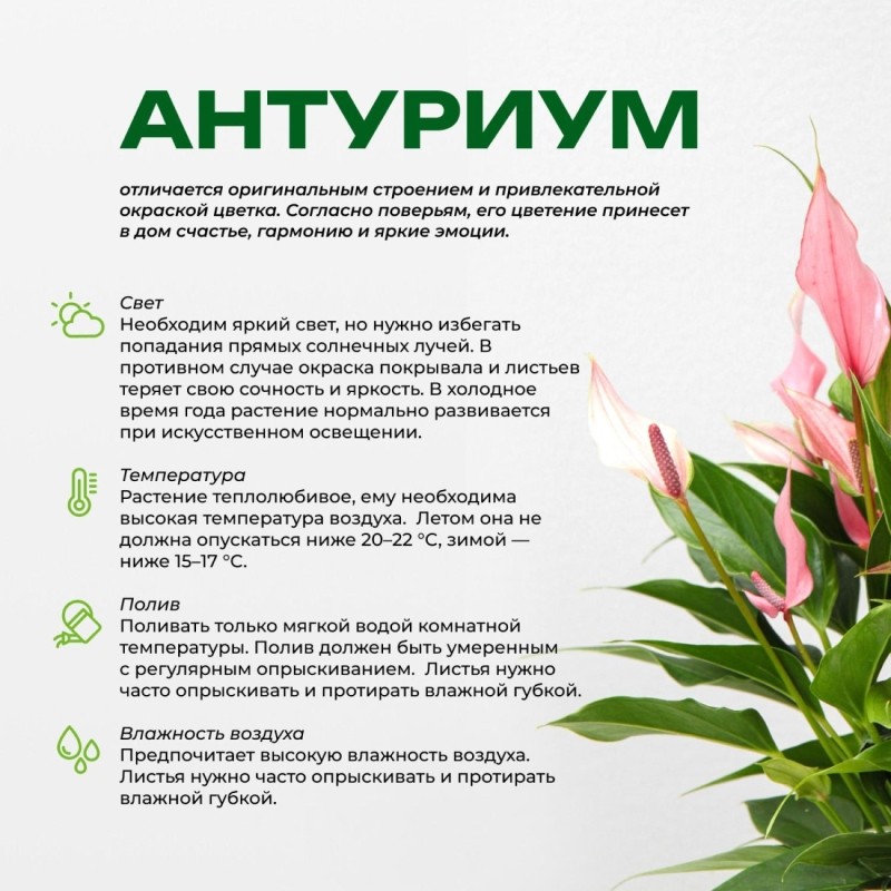 Набор из 2х растений Антуриум лили 9  в тех. горшке, РС131м.K2