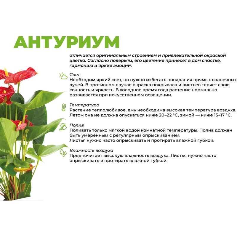 Антуриум лили в кашпо Росси 1.9л инжир, выс 35-40 см, РС131.04