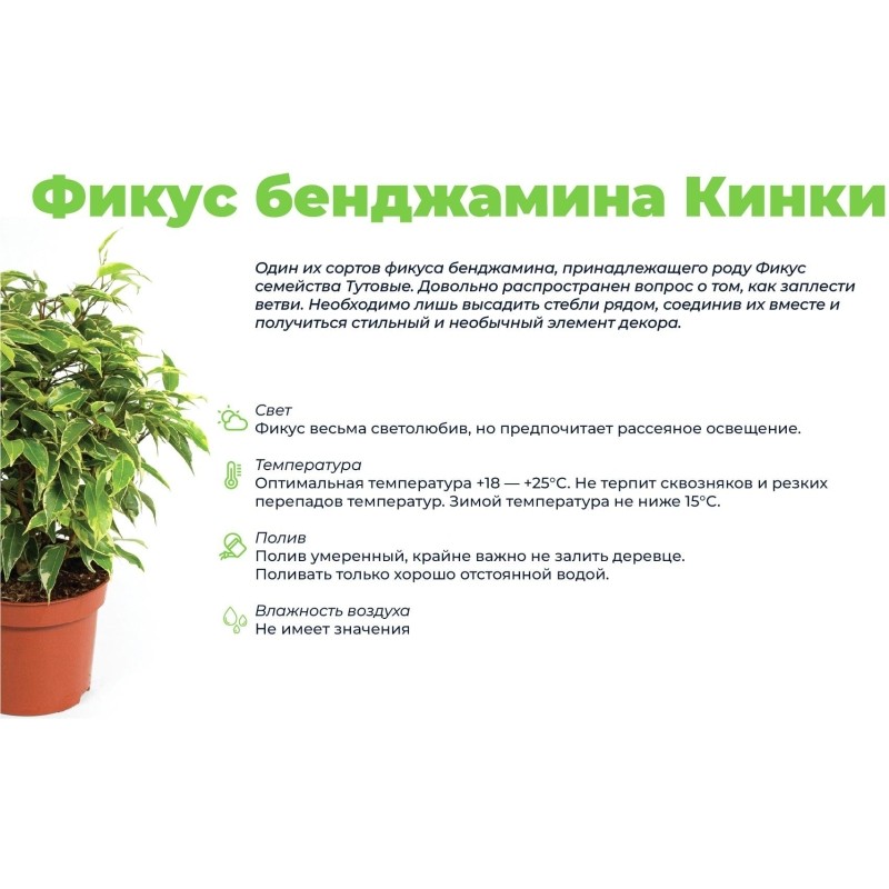 Фикус бендж.кинки 12 в кашпо Oslo цвет антрацит, РС0120ОА